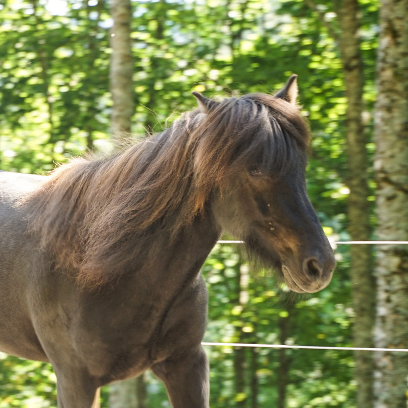 Cheval2 - formation equicoaching