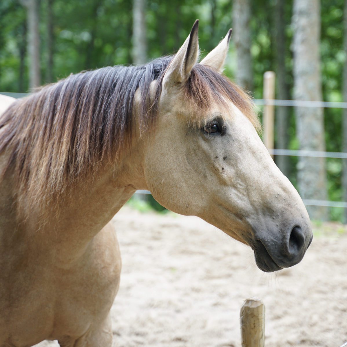 Cheval1 - formation equicoaching