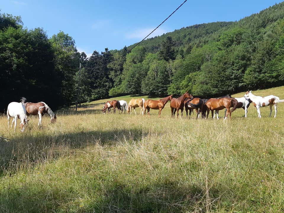 Centre équestre2 - formation equicoaching