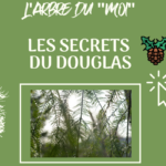 Douglas - arbre du moi ICA