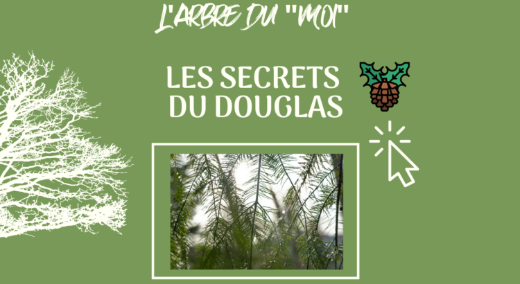 Douglas - arbre du moi ICA