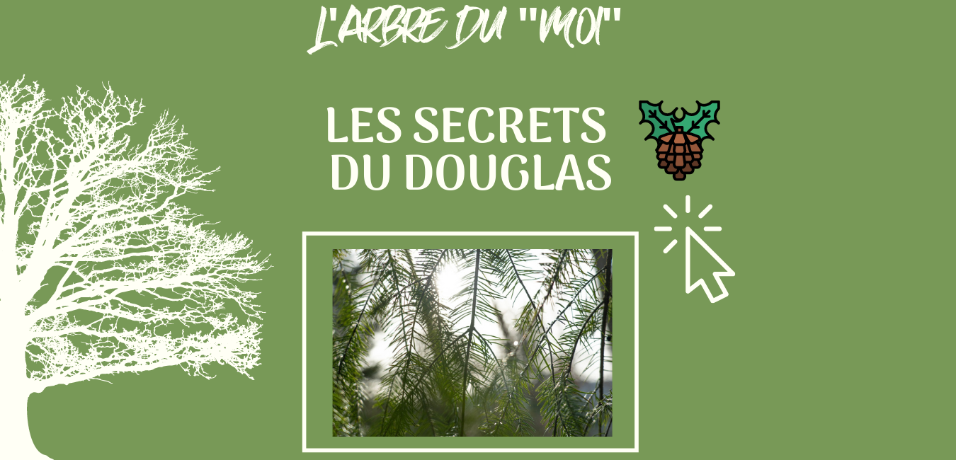 Douglas - arbre du moi ICA