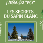 sapin blanc - arbre du moi ICA