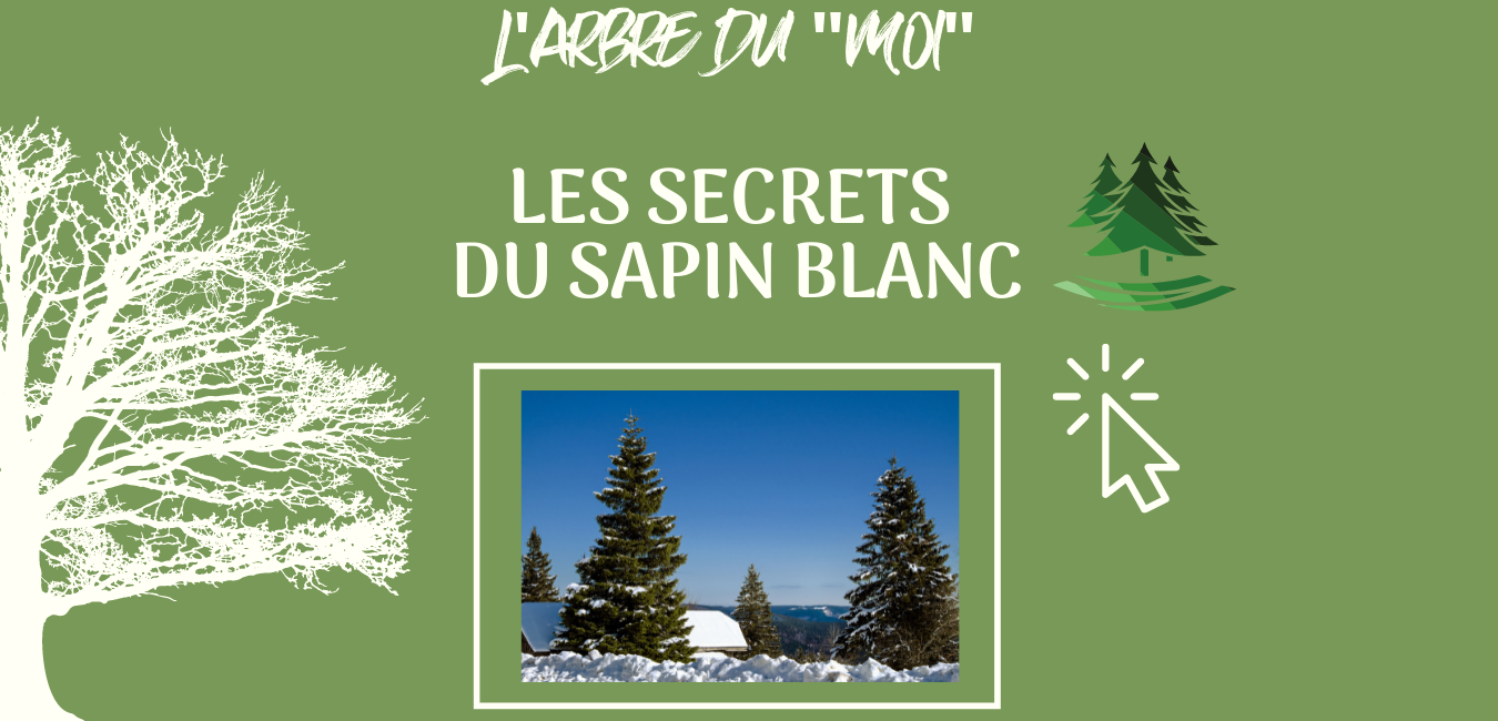 sapin blanc - arbre du moi ICA