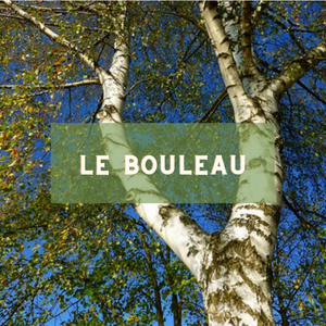 Le bouleau - arbre du