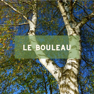 Le bouleau - arbre du 