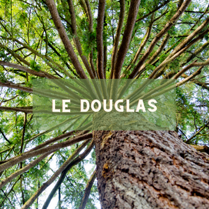 Le douglas - arbre du 