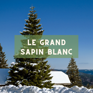 Le grand sapin blanc - arbre du 