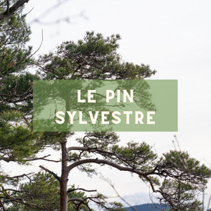 Le pin sylvestre - arbre du