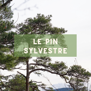 Le pin sylvestre - arbre du 