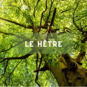 Le hetre - arbre du 