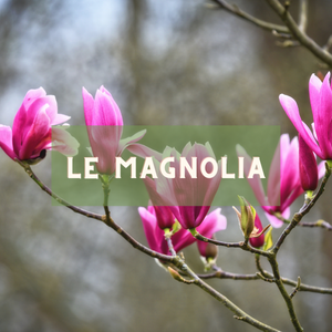 Le magnolia - arbre du