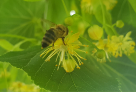 Lutter contre l'Hyperémotivité