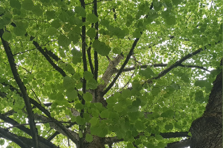 secrets du tilleul - ICA