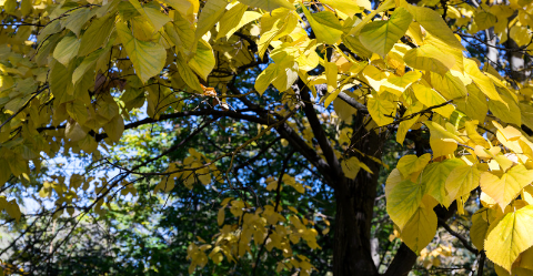 vertus tilleul - ICA