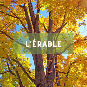 L'erable - arbre du
