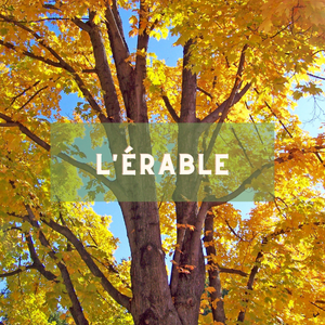 L'erable - arbre du 