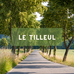 Le tilleul- arbre du