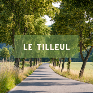 Le tilleul- arbre du 