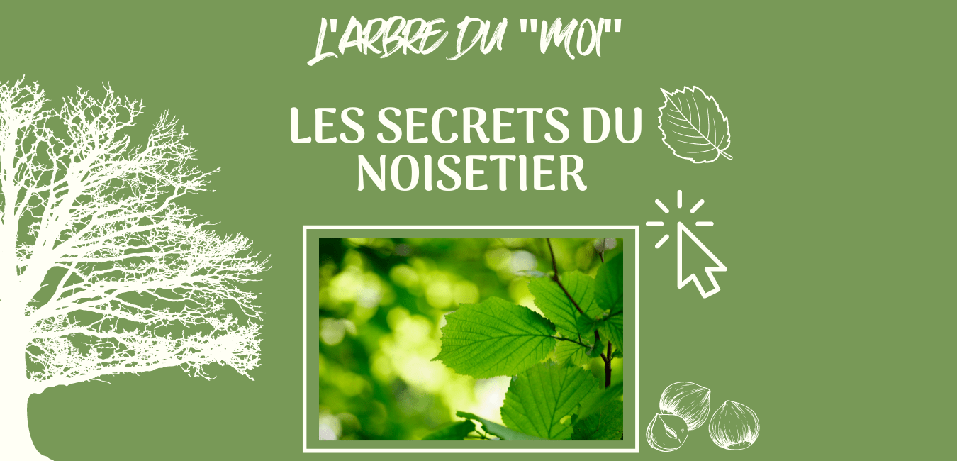 Arbre du noisetier