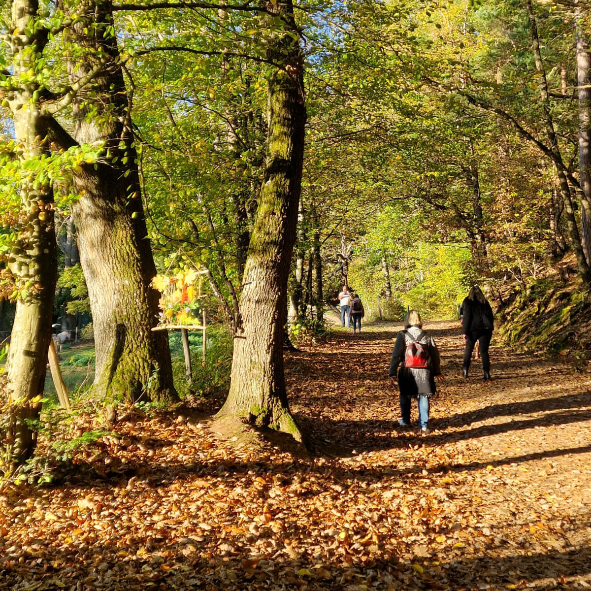 Un groupe de marcheur dans la forêt _ Coaching & Sylvothérapie